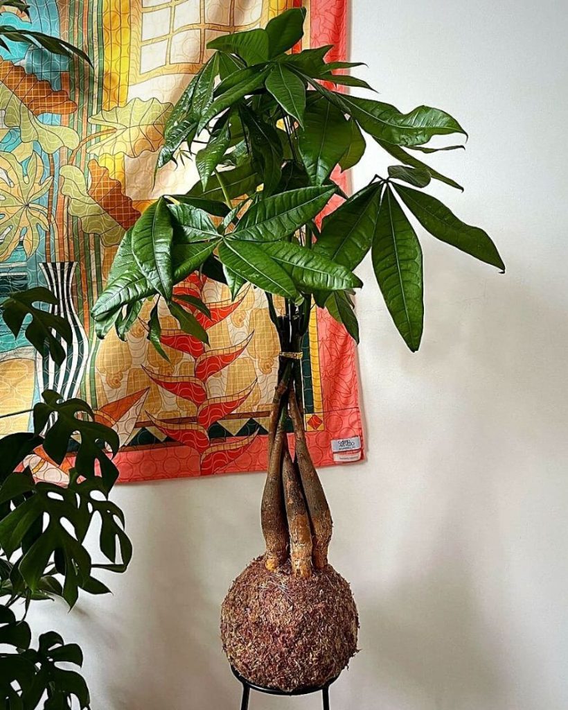 گیاهان ثروت ساز در فنگ شویی: درخت پول
