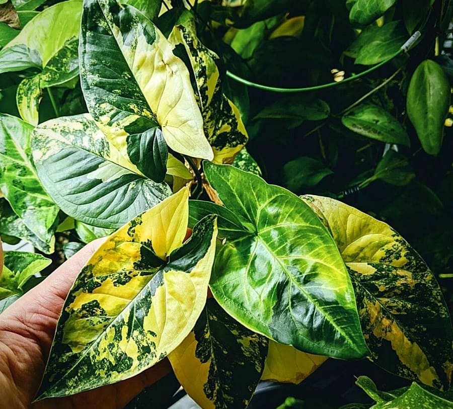 گیاهان ثروت ساز در فنگ شویی: سینگونیوم پودوفیلیوم